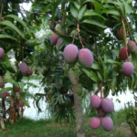 Karachi Now Cultivating the World’s Priciest Mango Variety, ‘Miyazaki’