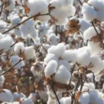 Nationwide Cotton Production Plummets Amid Harsh Weather