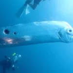 Rare Deep-Sea Oarfish Found Dead in California Sparks Scientific Curiosity**