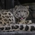 Snow Leopard to Represent Pakistan as International Symbol for Climate Change Adaptation