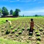 Women Breaking Cultural Barriers in Pakistan’s Tobacco Industry