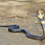 11-Foot King Cobra Rescued from Village Home