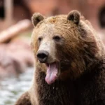 Grizzly Bear Breaks Into Californian Cabin, Enjoys Jelly Snack