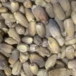 How Date Seeds Can Support Weight Loss