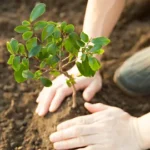 Karachi Water and Sewerage Corporation Launches Tree Plantation Drive on Mai Kolachi