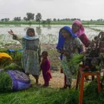 She Changes the Climate: The Crucial Role of Pakistani Women in Agriculture and Climate Resilience