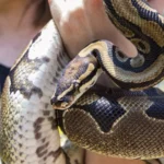 Zookeepers Carry Massive Pythons, Leaving the Internet Shocked