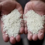 Rice Rivalry Intensifies as India and Pakistan Lift Export Restrictions